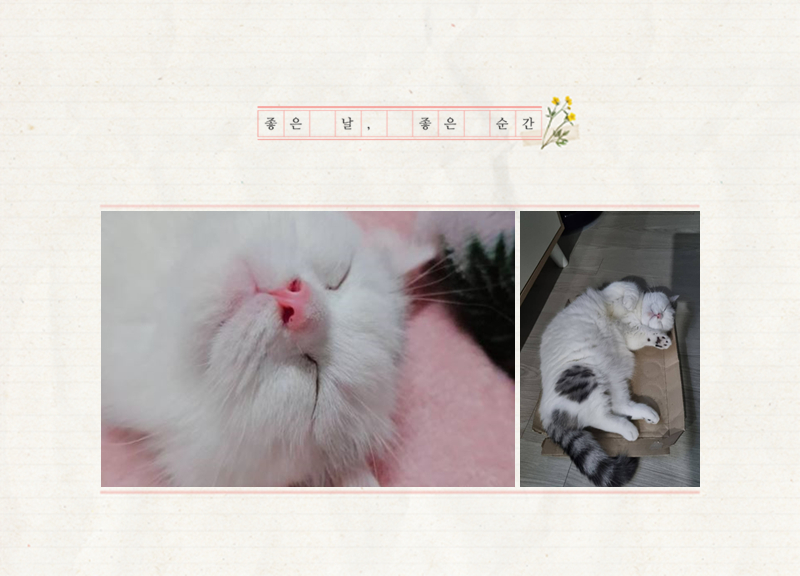 곰탱아돌아님의 이용후기